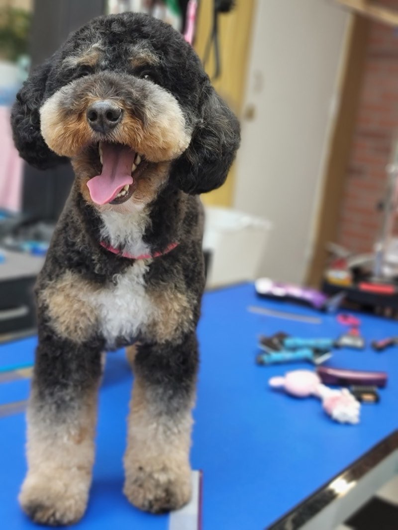Happy Bernedoodle with professional grooming on grooming table with grooming tools
