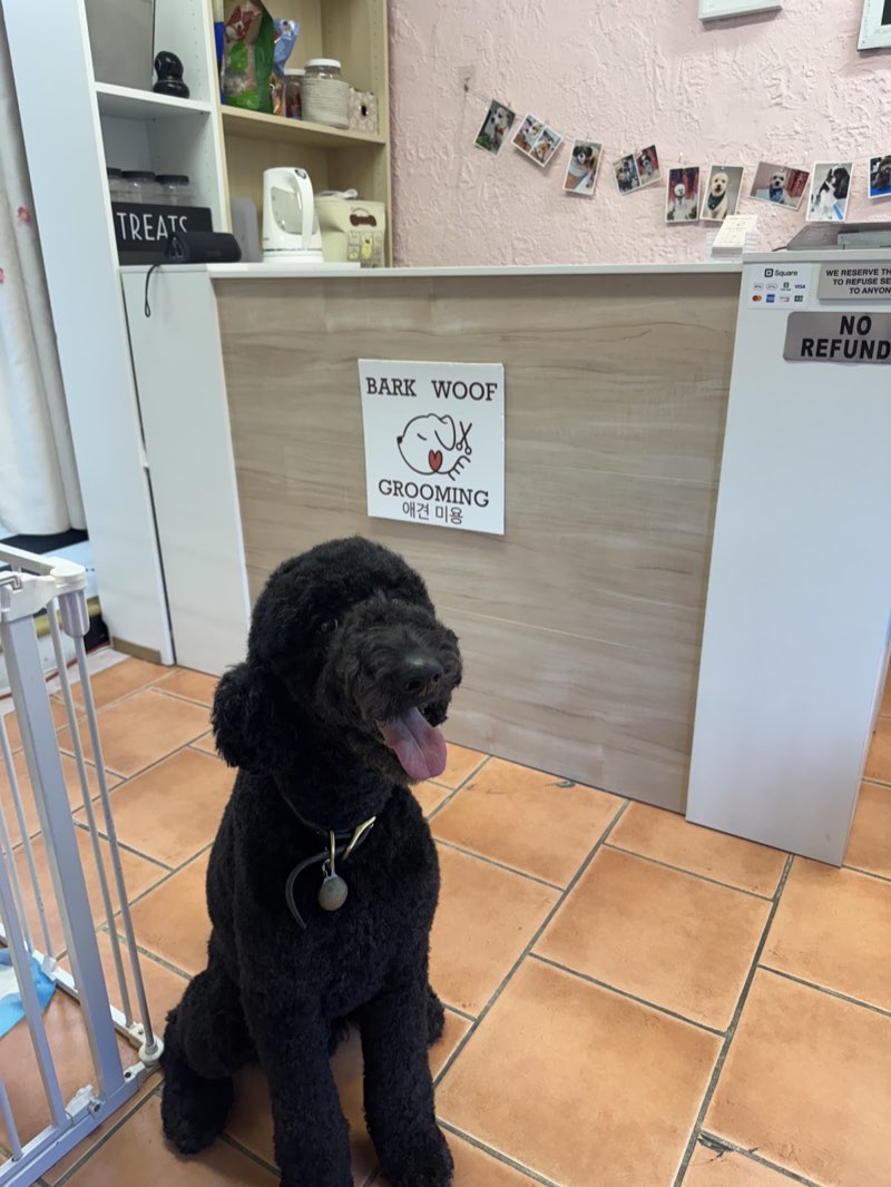 Inside Bark Woof Dog Grooming - reception desk with logo and a happy Goldendoodle