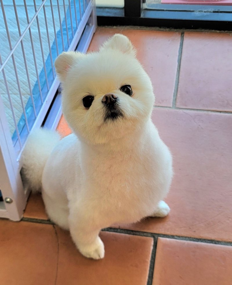 Adorable white Pomeranian with perfect teddy bear cut looking up at camera