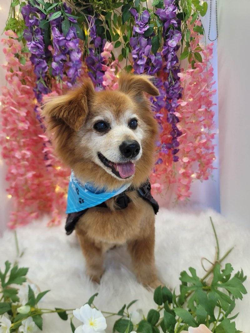 Happy mixed breed dog with blue bandana posing against pink and purple wisteria flower backdrop after grooming