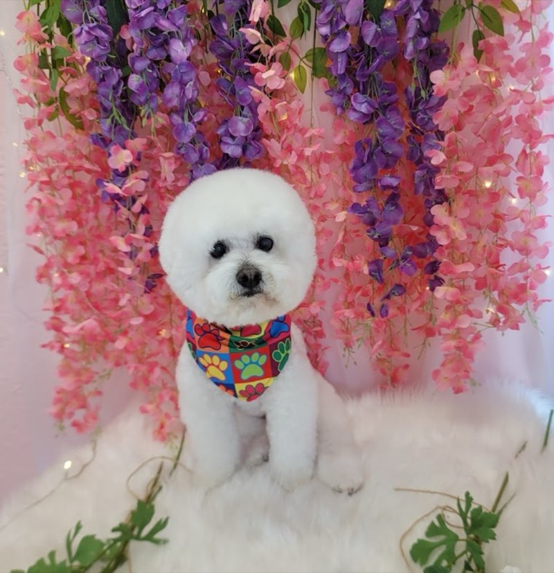 White Bichon Frise with perfect round teddy bear cut posing with colorful bandana against pink and purple flower backdrop