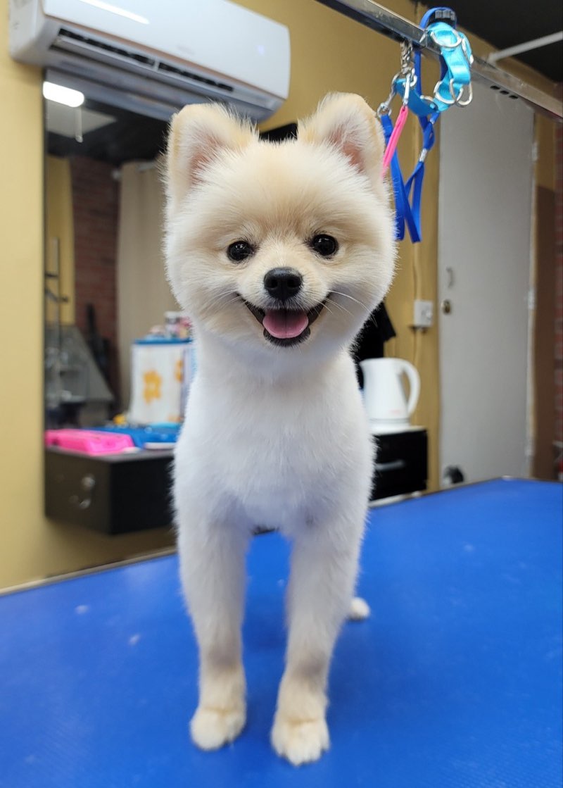 Smiling cream Pomeranian standing on grooming table after professional styling