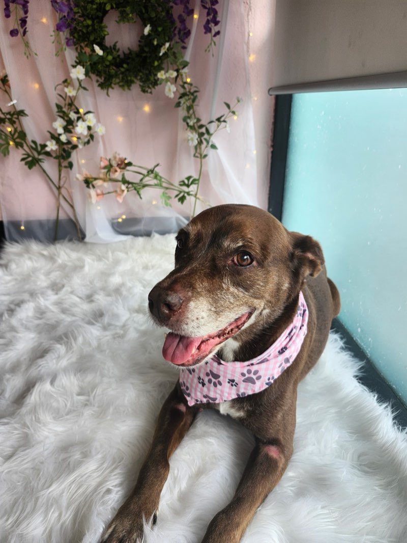 Brown dog wearing pink paw print bandana relaxing on fluffy white fur with fairy lights and flower backdrop